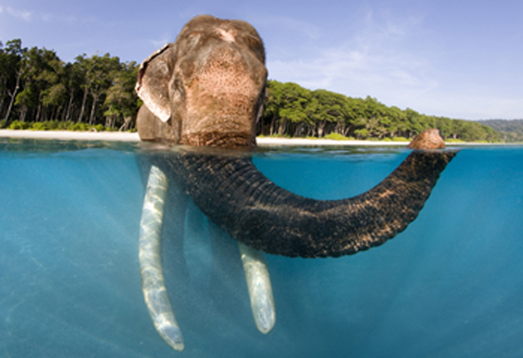 elephant-in-water