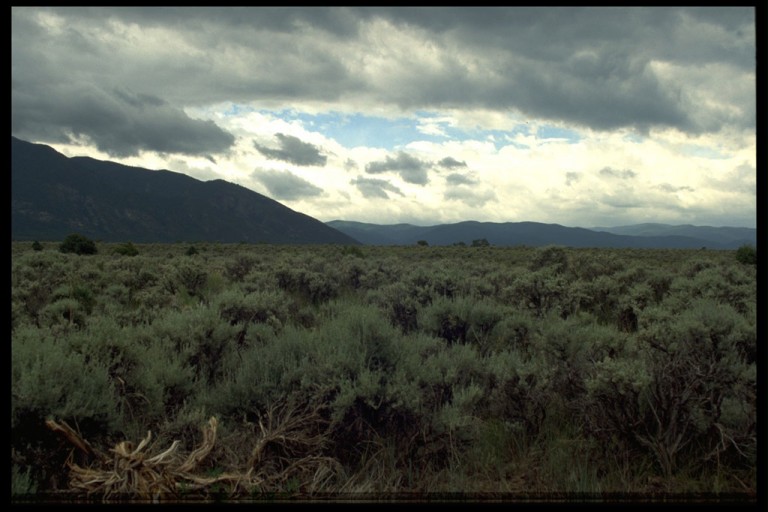 05-sagebrush