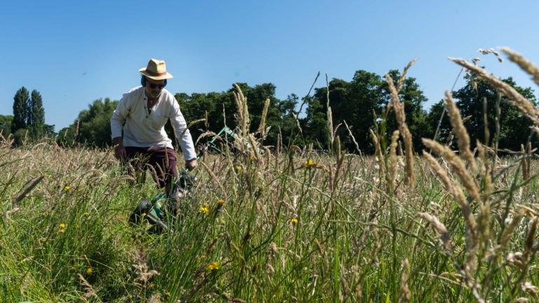 Artist Christopher Jelley mowing Longrun Meadow Labyrinth in Taunton for The Great Get Together - June 2017