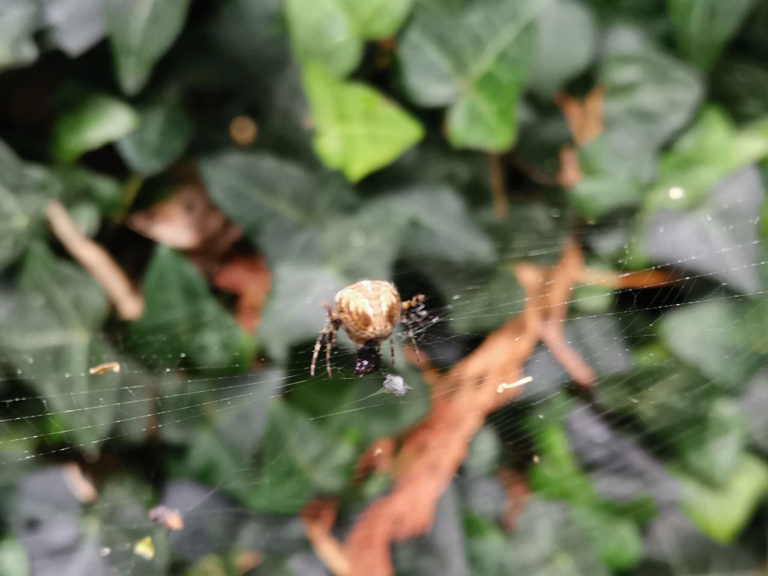 photo taken by student on a phoneography workshop led by Michelle Rumney - part of 'Holding on to Hope' festival at St Illtuds Llantwit Major