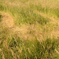 Pathways in the grass - Longrun Meadow Labyrinth