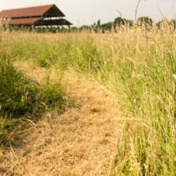 Pathways in the grass - Longrun Meadow Labyrinth